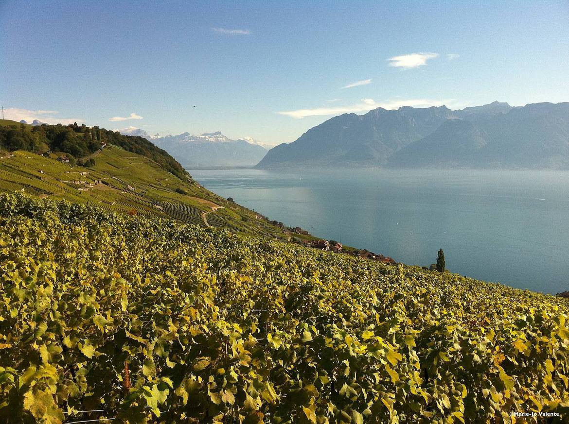 Lavaux Passion, Vignoble et patrimoine d'exception