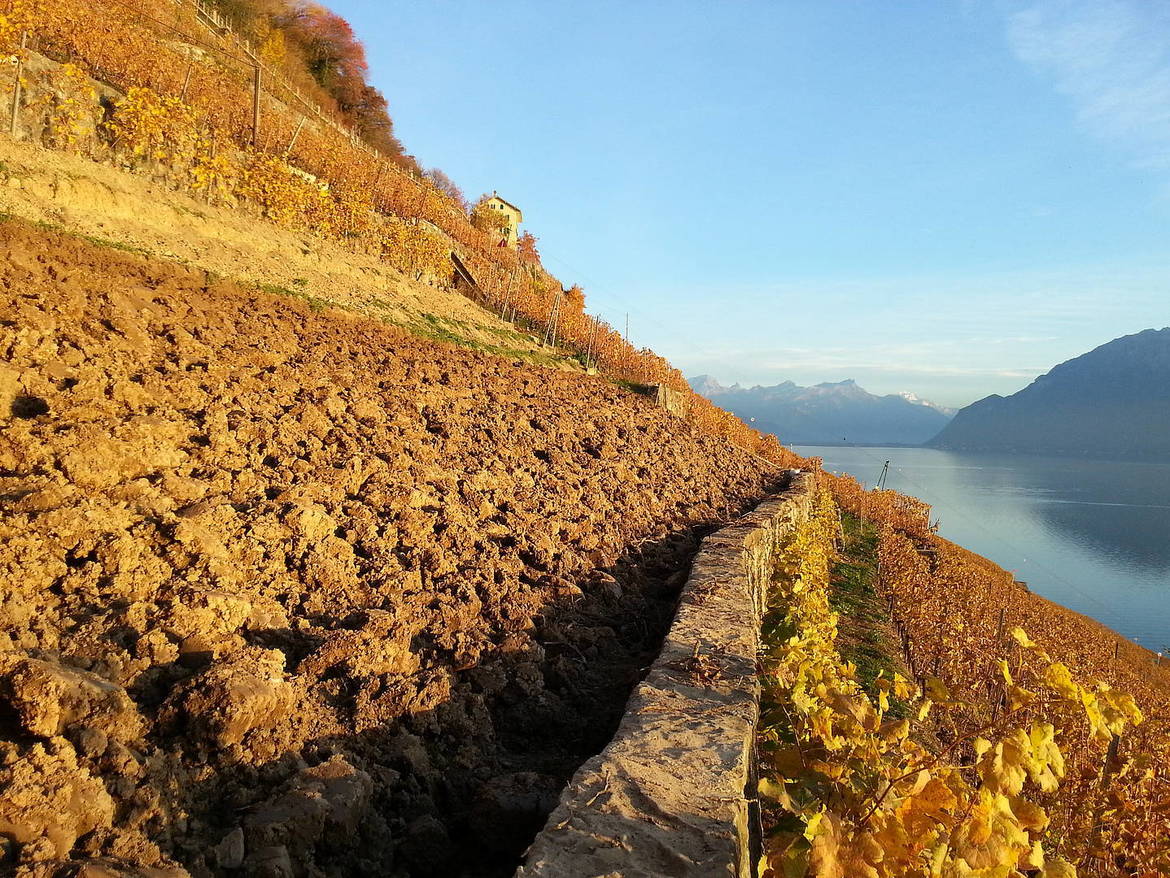 Lavaux Passion, Vignoble et patrimoine d'exception